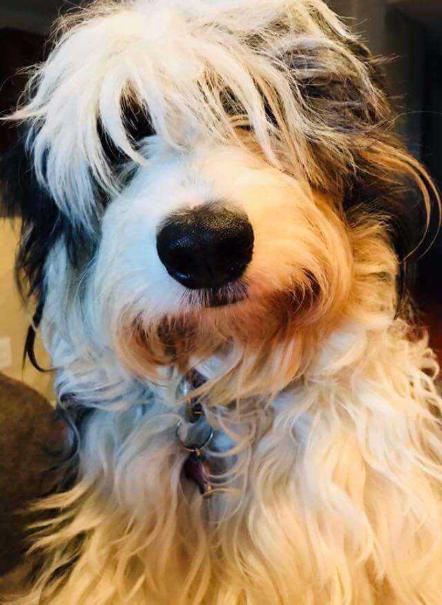 Willow Brooke Bernedoodles | 3532 Erbs Road W, Baden, ON N3A 3M2, Canada | Phone: (519) 580-5865