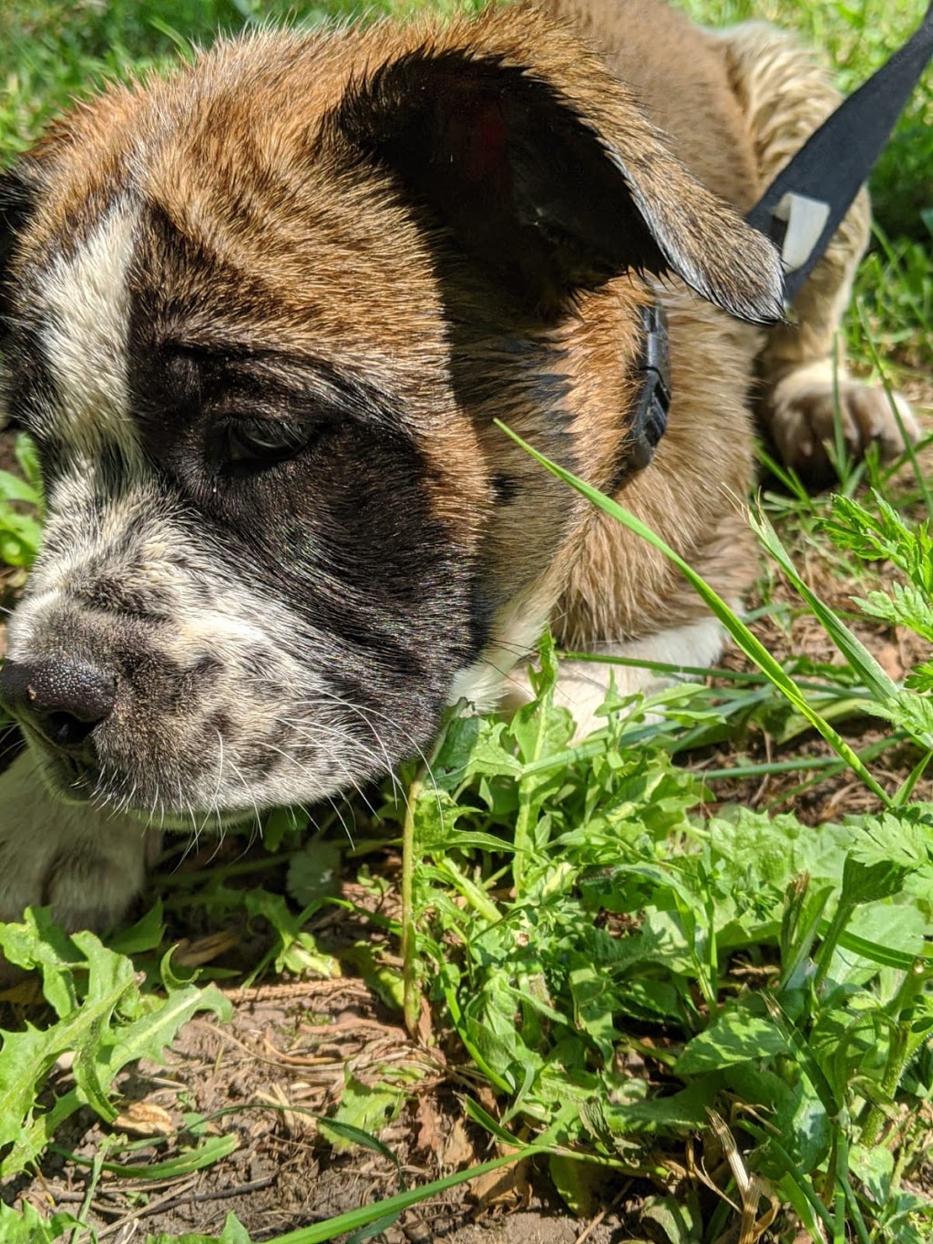 Grassroots K9 | 125795 Southgate Rd 12, Dundalk, ON N0C 1B0, Canada | Phone: (647) 687-2389