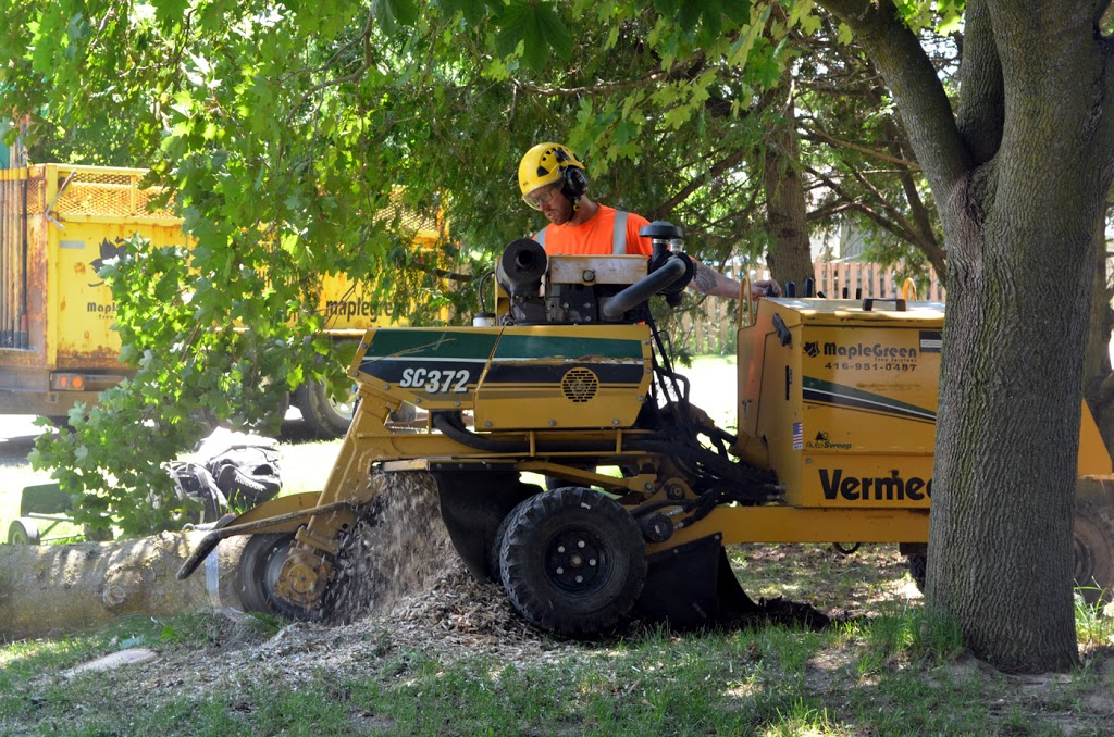 MapleGreen Tree Services | 58 Palmer Cir, Bolton, ON L7E 0A5, Canada | Phone: (416) 951-0487
