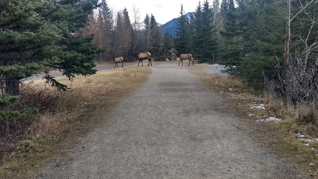 Millennium Park | Canmore, AB T1W 3B9, Canada | Phone: (403) 678-8920