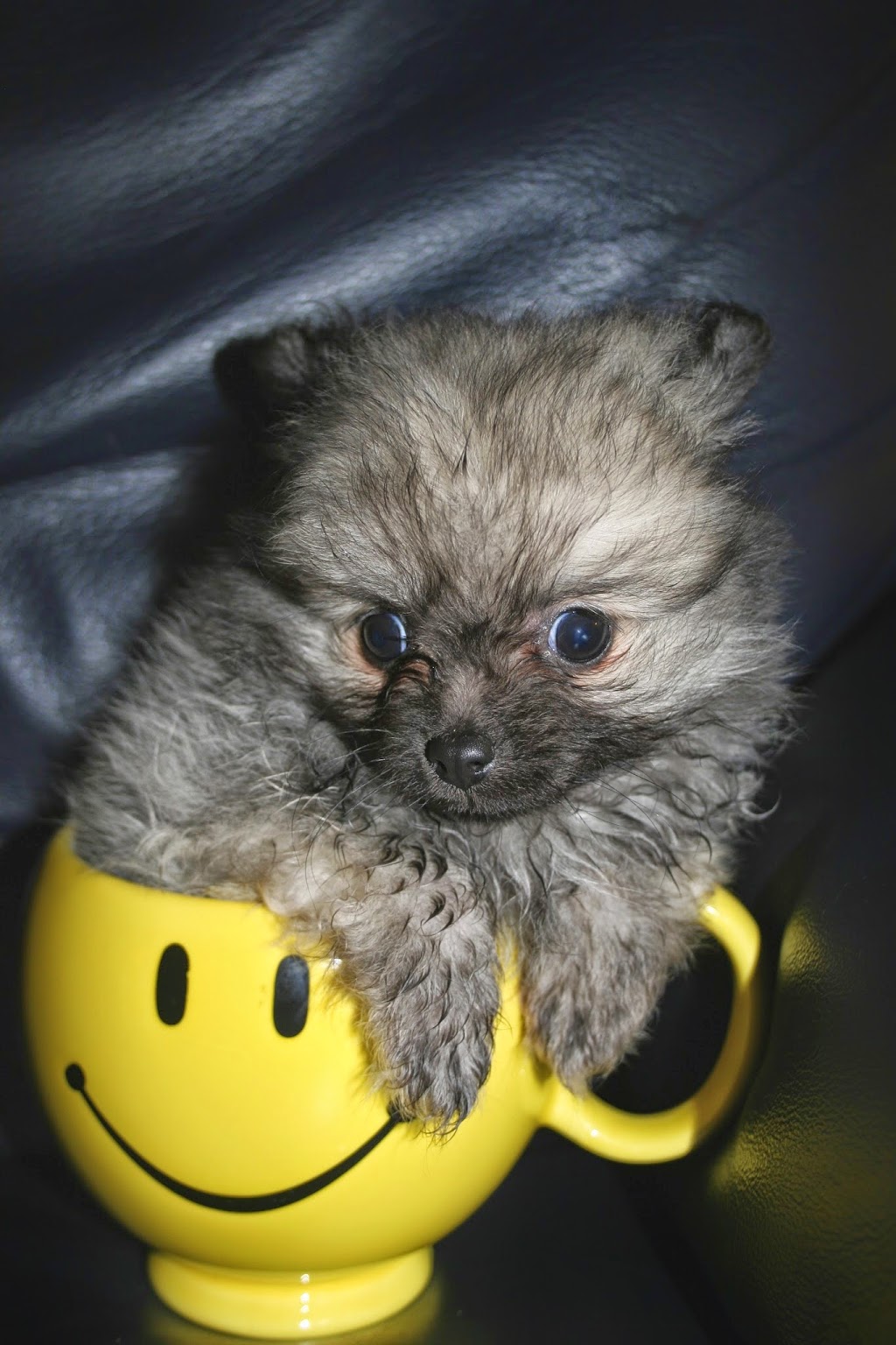 Apollo Animal Hospital | 17525 56 Ave, Surrey, BC V3S 1C4, Canada | Phone: (604) 372-4411