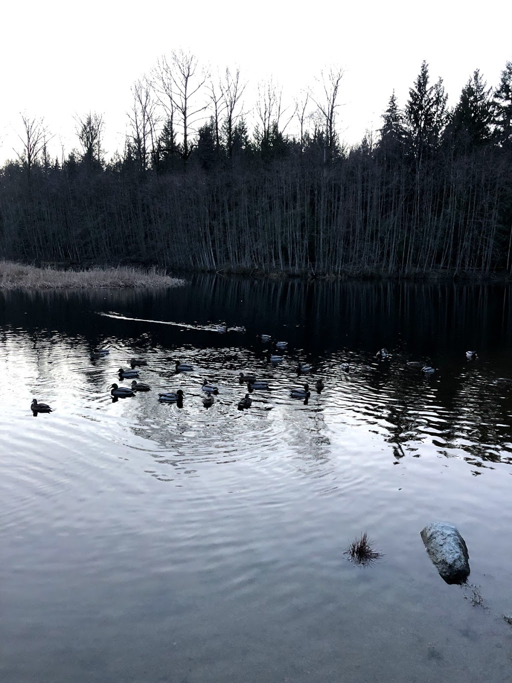 Green Timbers Urban Forest | 14600 100 Ave, Surrey, BC V3V 7Z2, Canada | Phone: (604) 591-4011