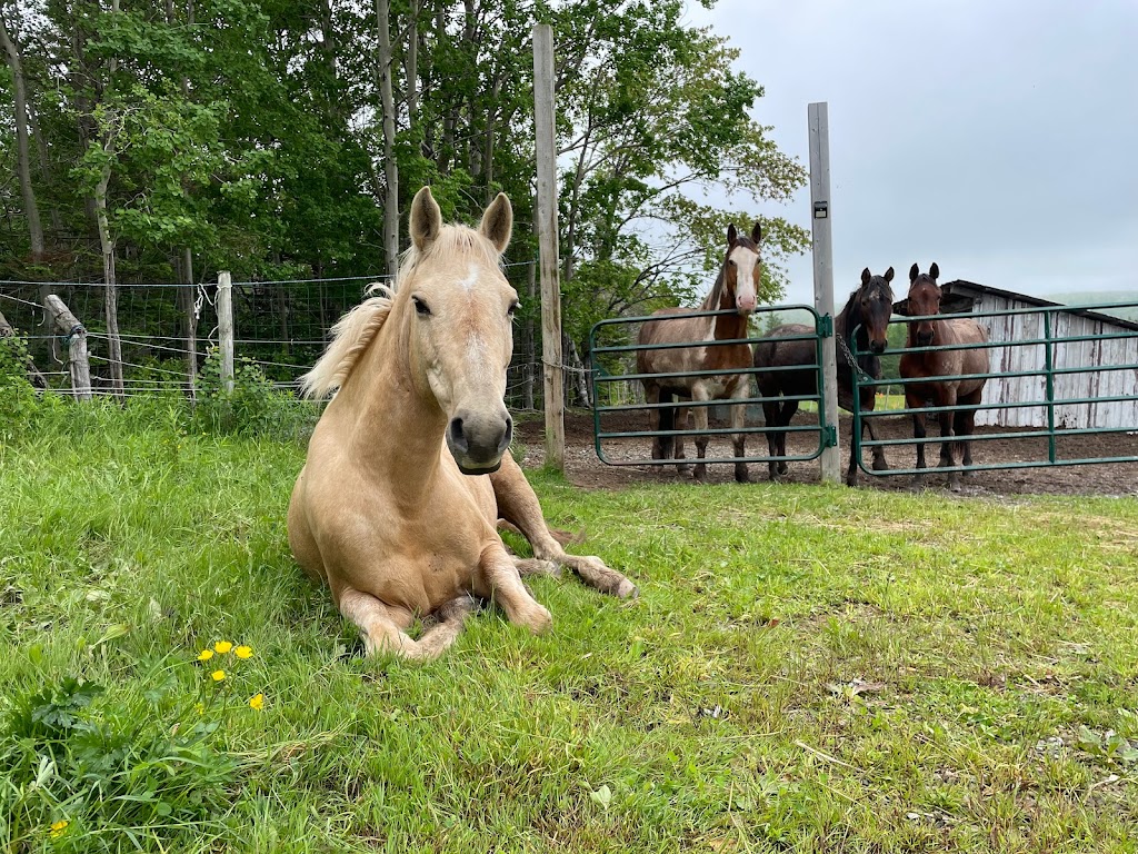 Reaching Strides Equestrian Centre | 423 Dunmore Rd, Port Hood, NS B0E 2W0, Canada | Phone: (902) 870-1583