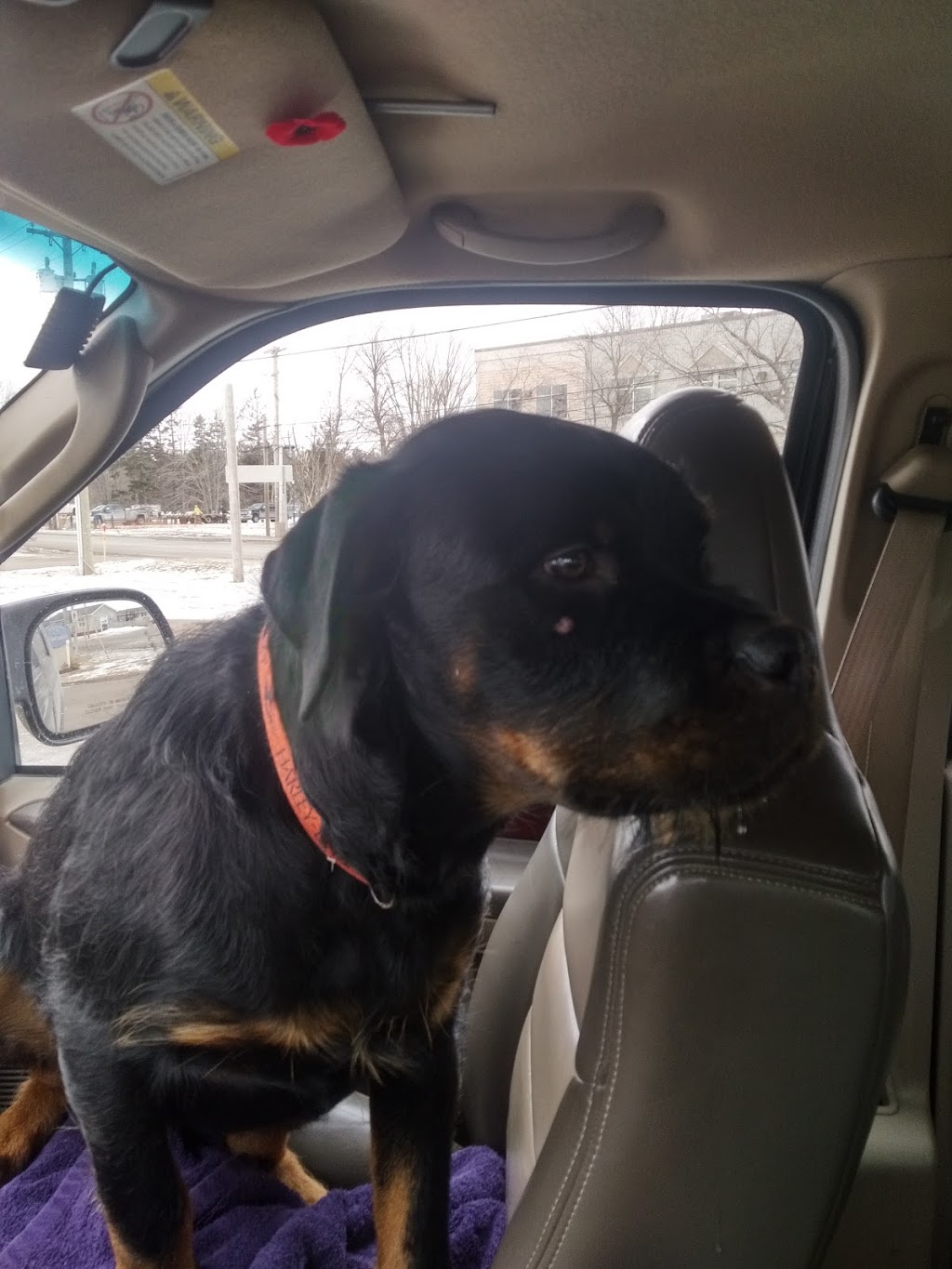 Southport Animal Hospital | 23 Stratford Rd, Stratford, PE C1B 1T4, Canada | Phone: (902) 569-4343