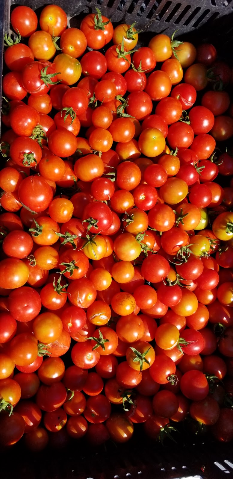 Gaia Organic Seeds | 399 River Rd, Ottawa, ON K1V 1C9, Canada | Phone: (613) 219-8463