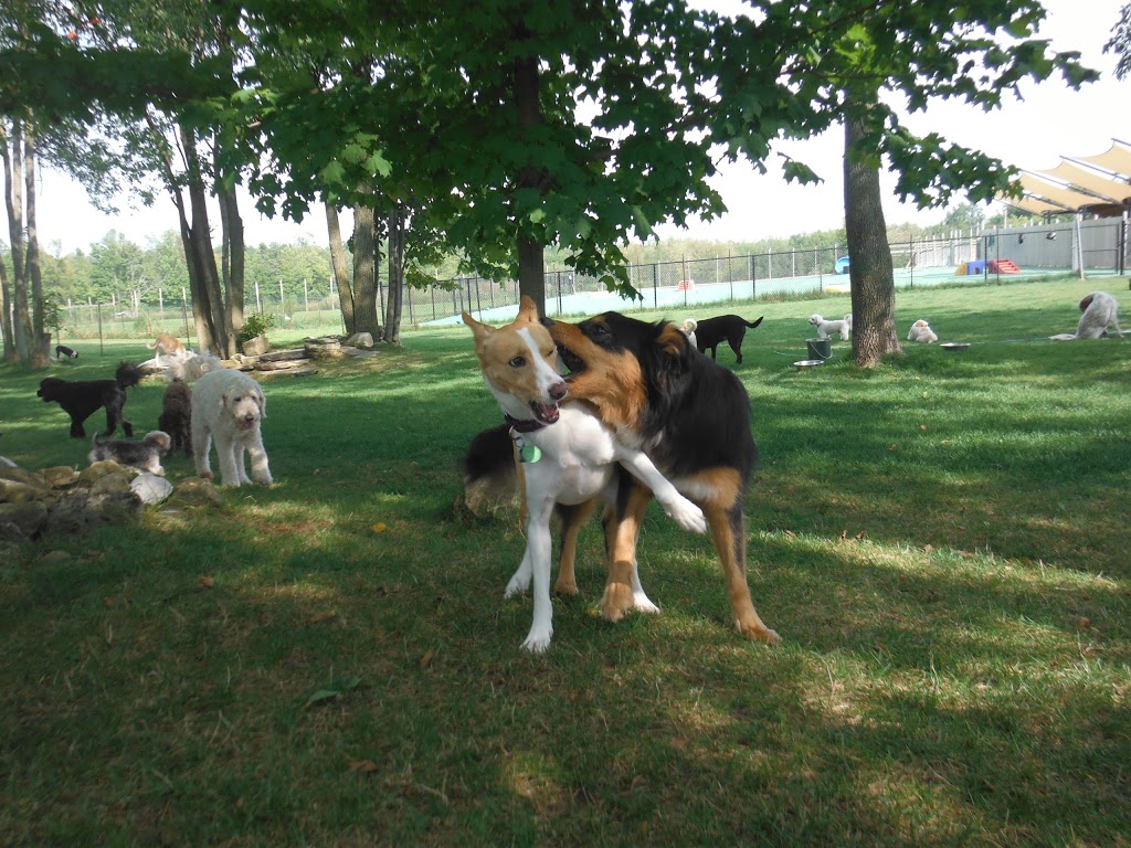 Camp Canine | 12195 Fourth Line Nassagaweya, Rockwood, ON N0B 2K0, Canada | Phone: (519) 856-0355
