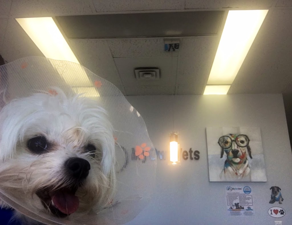 Dixie Eglinton Animal Clinic | 6-5120 Dixie Rd, Mississauga, ON L4W 4J7, Canada | Phone: (905) 282-0002