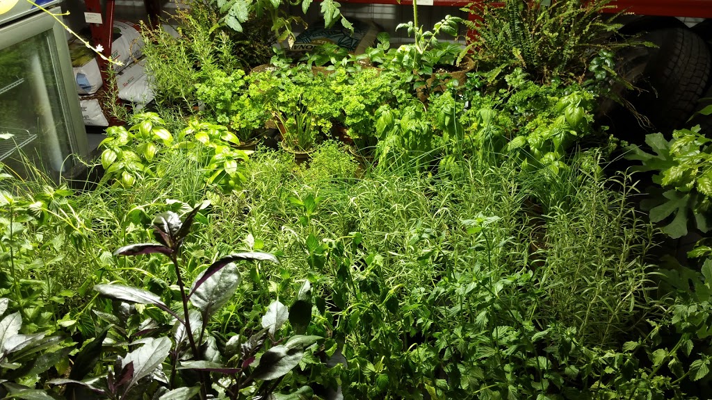 My Urban Garden Trois-Rivières | 6157 Rue Corbeil, Trois-Rivières, QC G8Z 4P8, Canada | Phone: (819) 372-0500