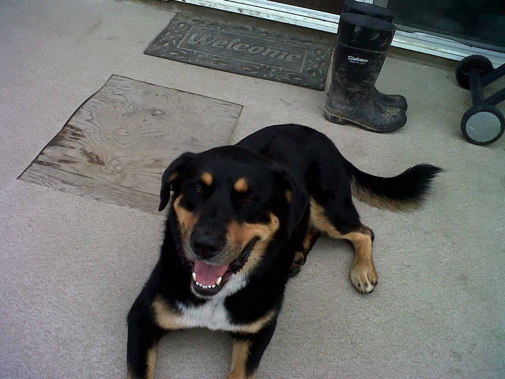 Kent Veterinary Clinic | 6948 Pioneer Ave, Agassiz, BC V0M 1A2, Canada | Phone: (604) 796-9401