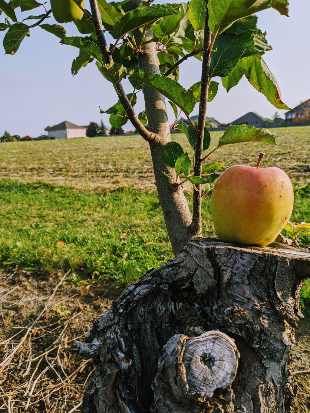 Watson Farms PYO | 2287 Durham Regional Hwy 2, Bowmanville, ON L1C 3K3, Canada | Phone: (905) 623-7252