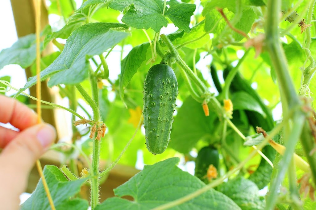 Vishenkas Heirloom Vegetables Inc. | Unnamed Road, De Winton, AB T0L 0X0, Canada | Phone: (403) 850-2077