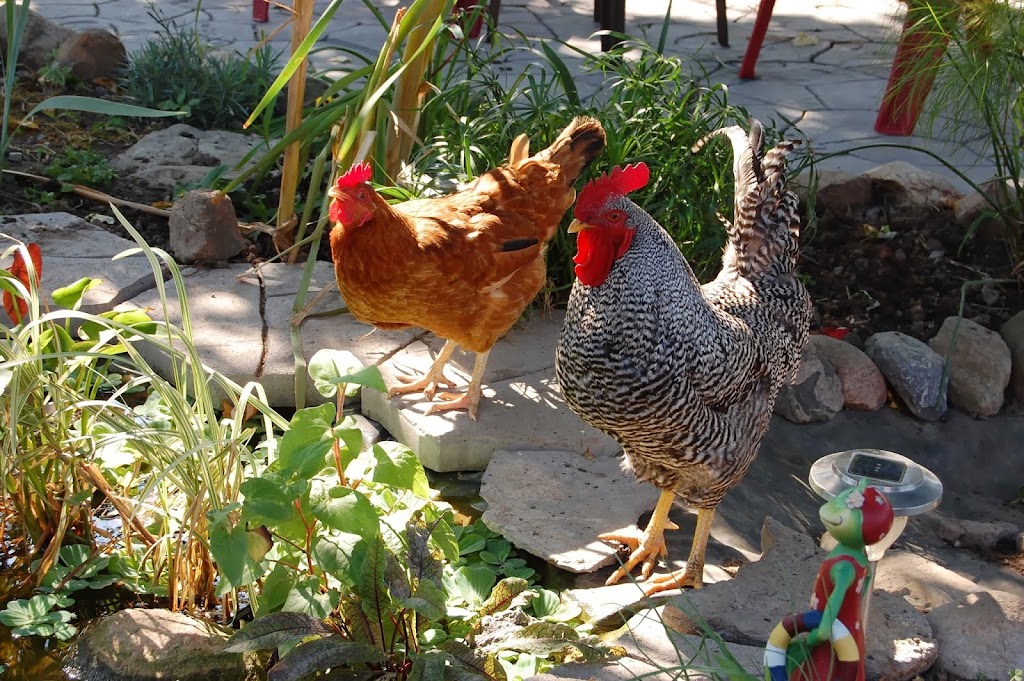 Locksley Farm and Kennel | 3181 Sydenham Rd, Elginburg, ON K0H 1M0, Canada | Phone: (613) 546-1352