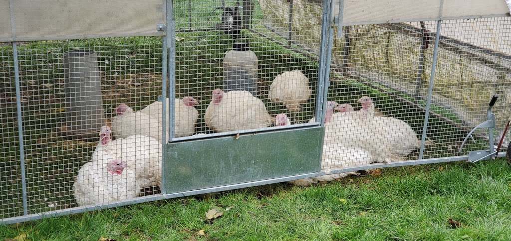 AE Natural Meats | 19619 McCowan Rd, Mount Albert, ON L0G 1M0, Canada | Phone: (905) 955-5749