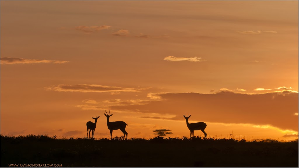 Raymond Barlow Nature Photo Tours | 242 Lakeport Rd Suite 6, St. Catharines, ON L2N 6V2, Canada | Phone: (905) 520-8853