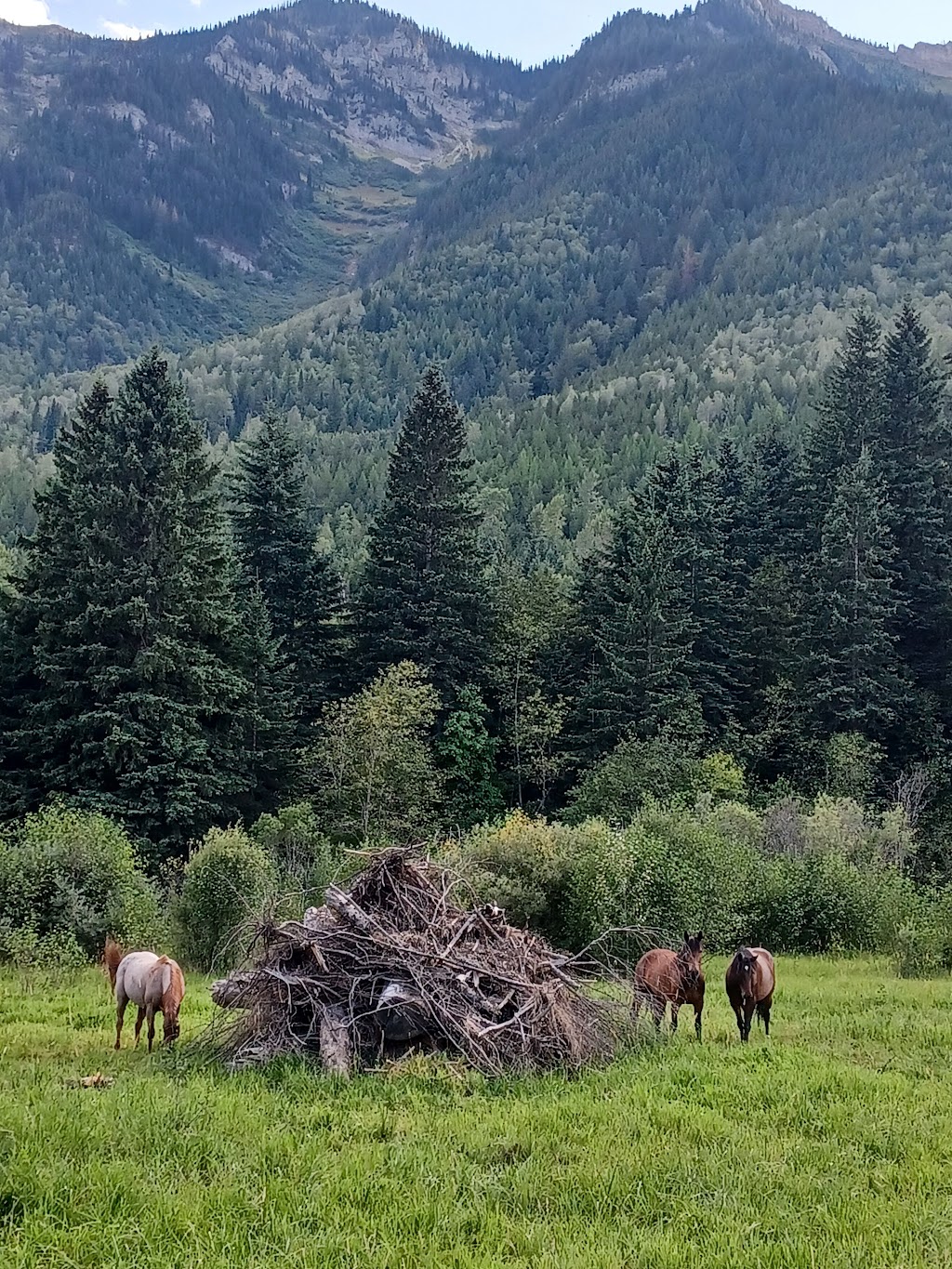 Trit-Trot Farms - Home of Unicorn Club | 4991 BC-3, Fernie, BC V0B 1M1, Canada | Phone: (250) 430-1933