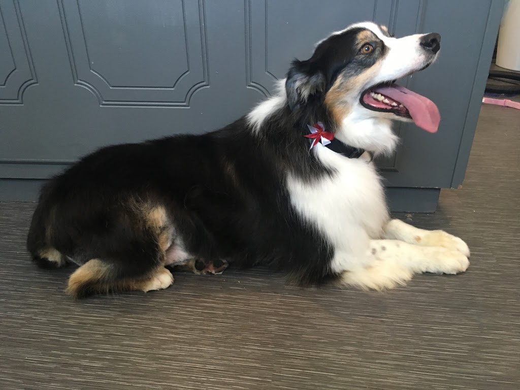 Abbotsford Dog & Cat Grooming | 34365 Old Yale Rd #34365, Abbotsford, BC V2S 2K6, Canada | Phone: (604) 859-3647