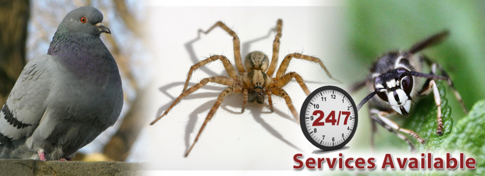 Advance Pest Control | 11795 90 Ave, Delta, BC V4C 3H5, Canada | Phone: (604) 786-4161
