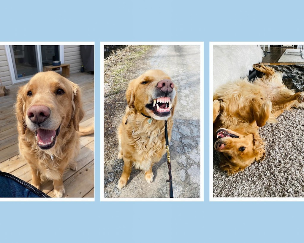 Angies Pawsitive Pet Services | 3409 Lee Ave, Cumberland Beach, ON L0K 1G0, Canada | Phone: (705) 309-5391