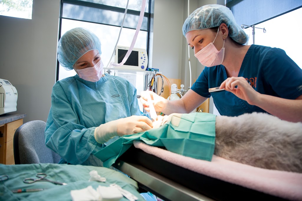North Oakville Animal Hospital | 2520 Sixth Line, Oakville, ON L6H 6W5, Canada | Phone: (905) 257-3700