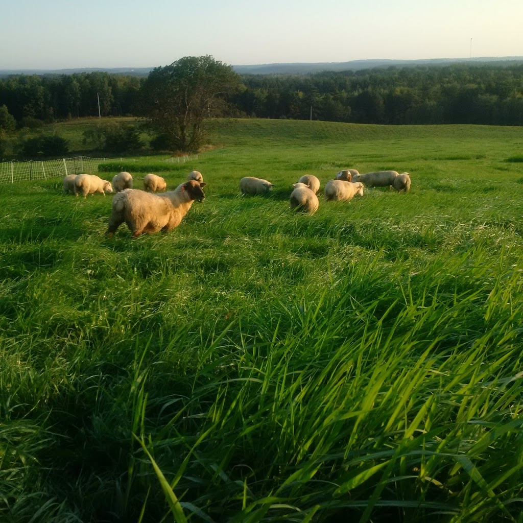Kristas Sheep. Lamb meat...nurtured naturally, with care, from conception to completion. | 5588 NS-331, LaHave, NS B0R 1C0, Canada | Phone: (902) 693-2065