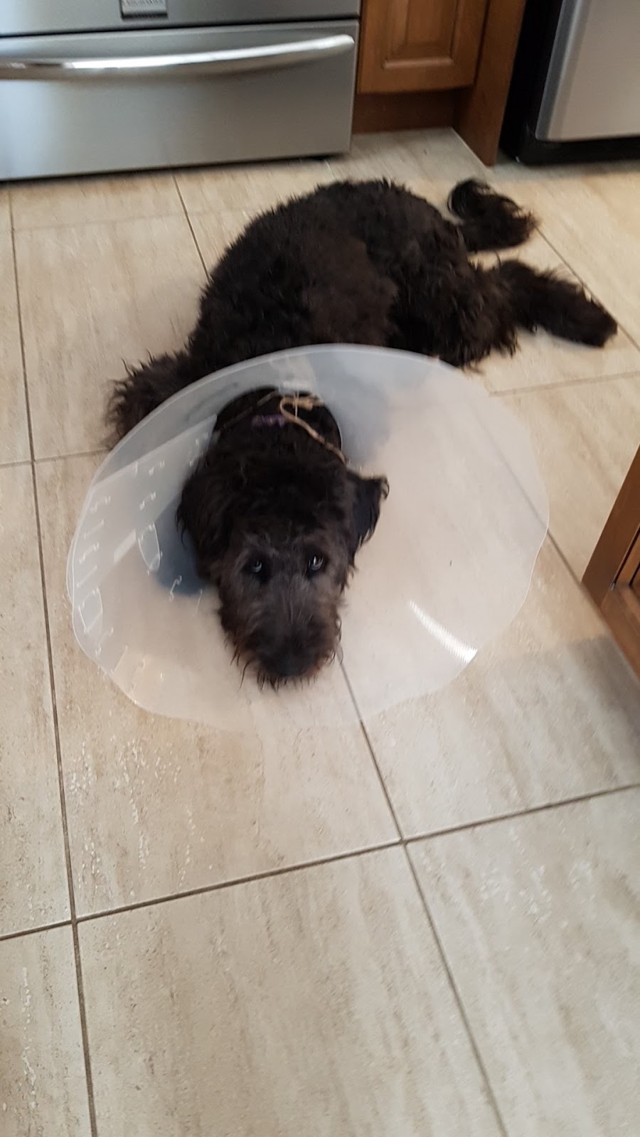 Clinique Veterinaire Lauvien | 380 Boul Saint Joseph, Laurier-Station, QC G0S 1N0, Canada | Phone: (418) 728-1222