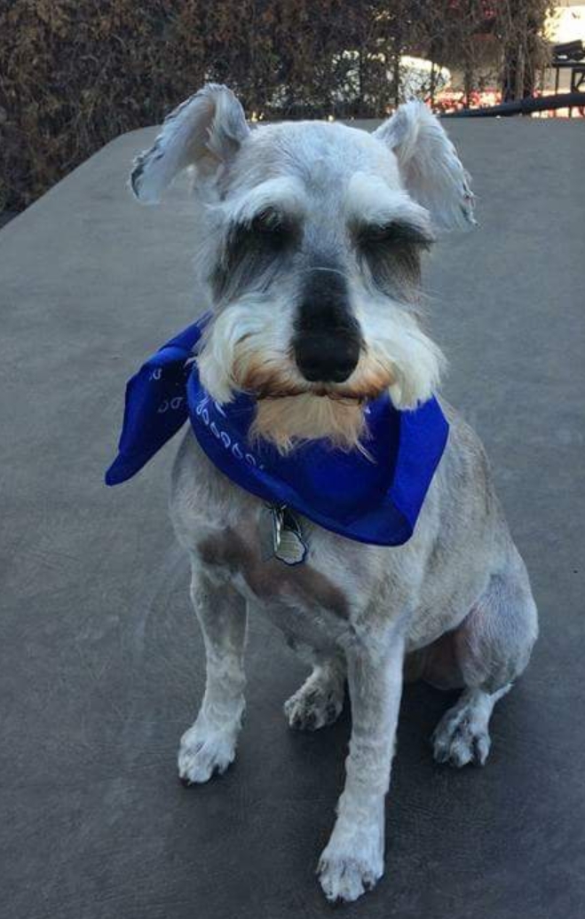 Hair Of The Dawg Grooming | 720 Grandin Dr, Morinville, AB T8R 1R2, Canada | Phone: (780) 718-3193