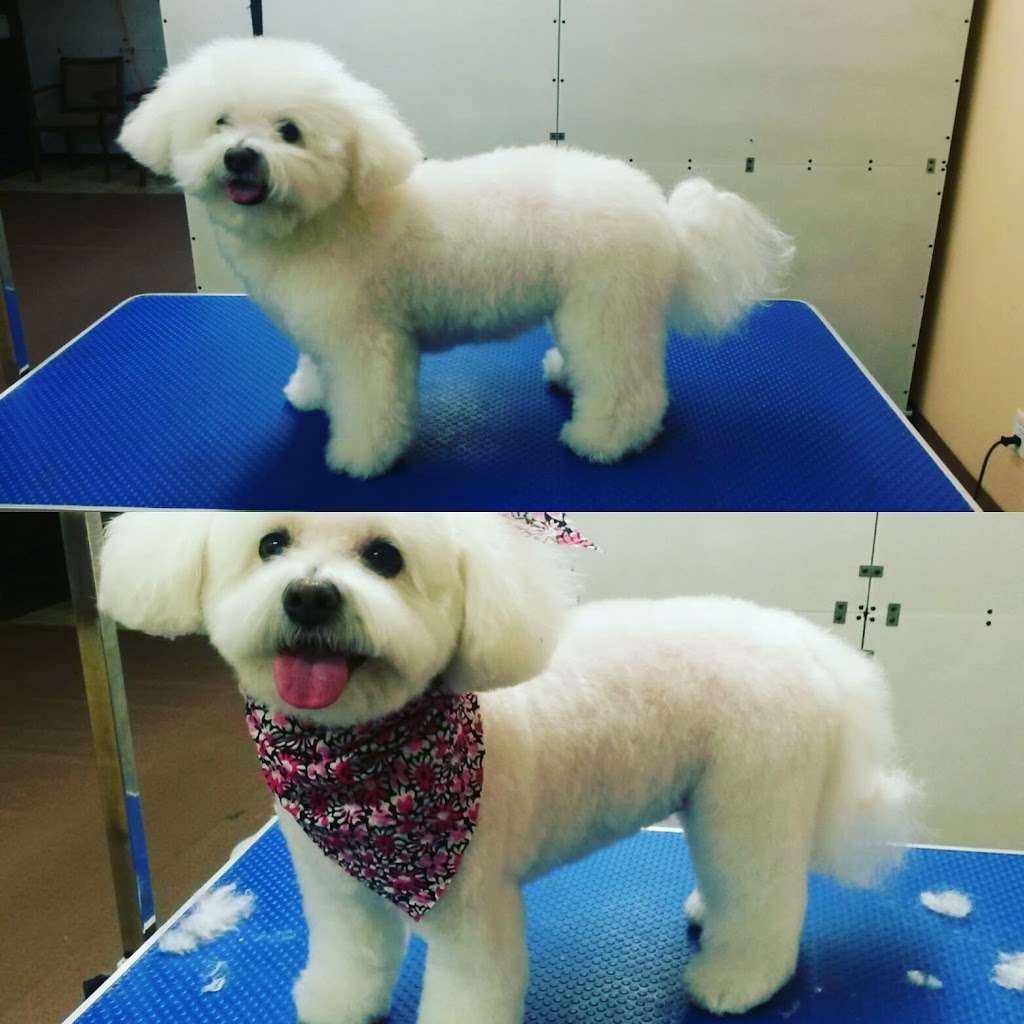 Woof N Cuts | 50 Dr Kay Dr, Schomberg, ON L0G 1T0, Canada | Phone: (905) 939-9339