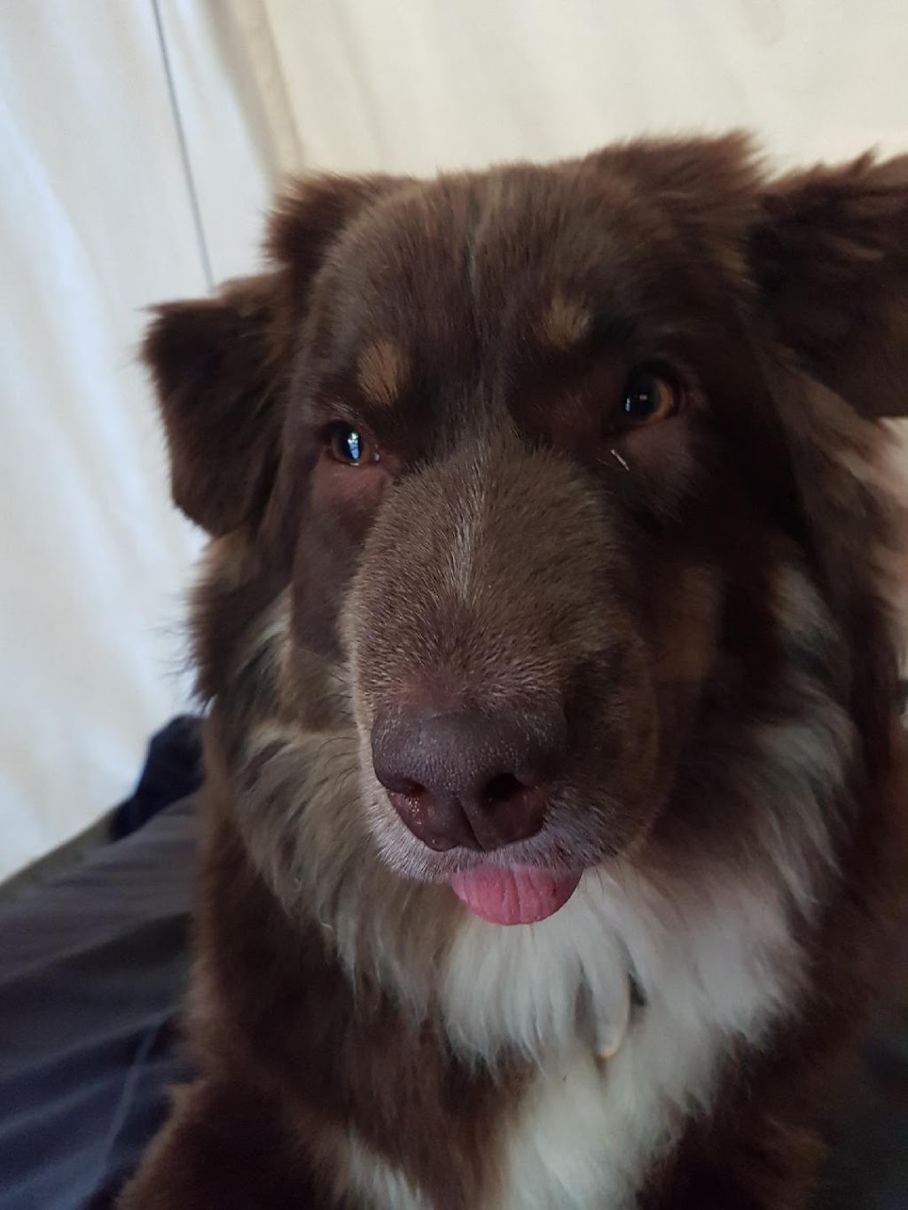Eagle Ridge Veterinary Hospital | 5595 Sunshine Coast Hwy, Sechelt, BC V0N 3A0, Canada | Phone: (604) 885-5158