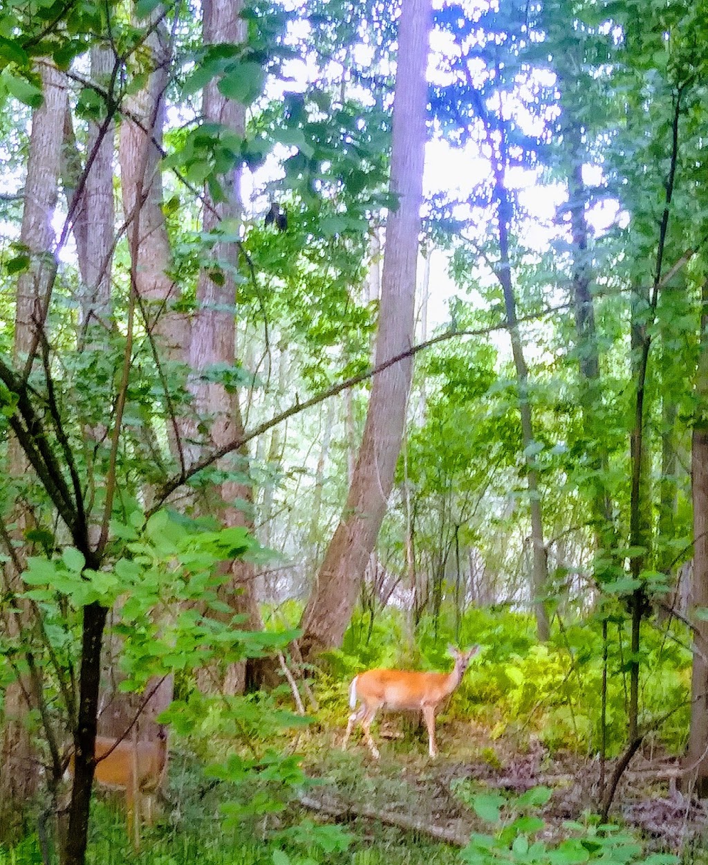 Parc Desjardins | 1 Rue Goyette, Gatineau, QC J8X 1B4, Canada