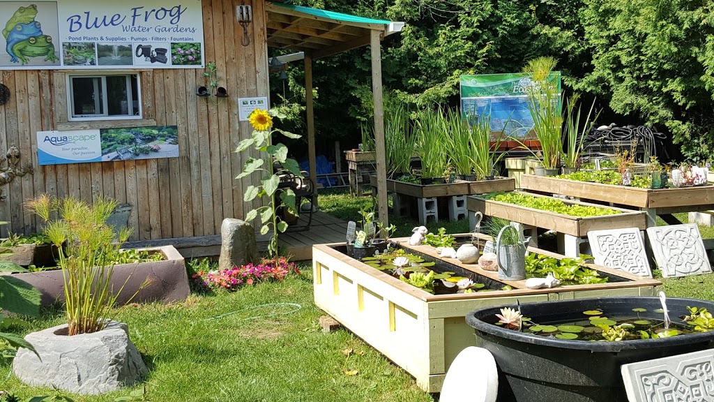 Blue Frog Water Gardens | 4270 Baltimore Rd, Cobourg, ON K9A 0X2, Canada | Phone: (905) 373-5103