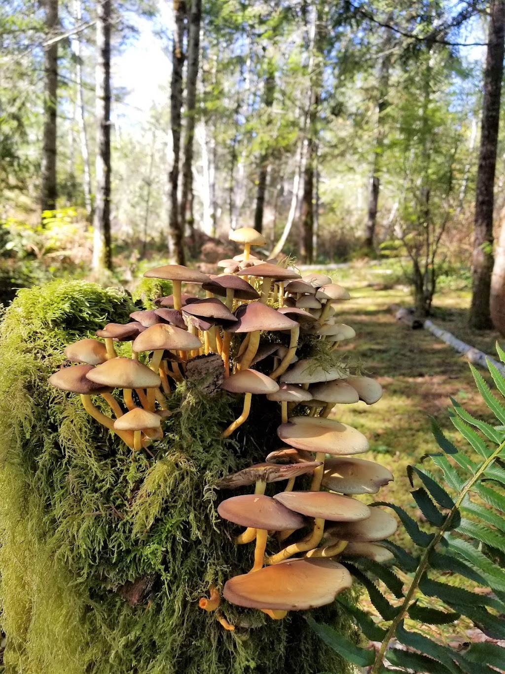 Creekside Crossing Campground | 3004 Weldwood Rd, Powell River, BC V8A 0L4, Canada | Phone: (604) 344-0500