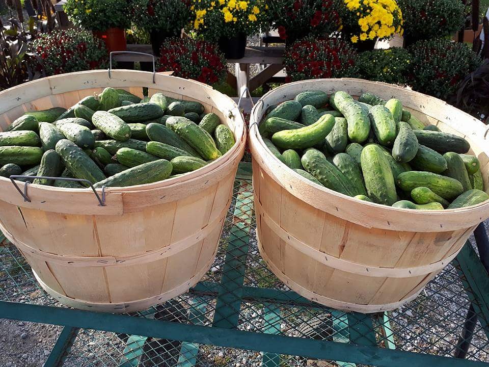 Kennedy garden center and growers of caledon | 13540 KennedyRoad South, Inglewood, ON L7C 2G2, Canada | Phone: (416) 567-7066