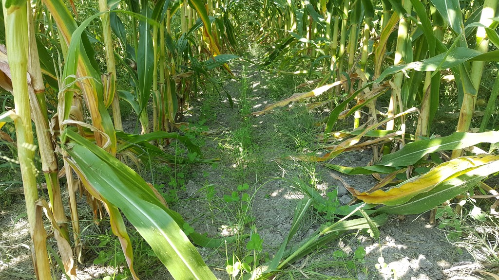 Reesor Elevators - Port Perry | 1256 Scugog Line 6, Port Perry, ON L9L 1B5, Canada | Phone: (905) 985-7007