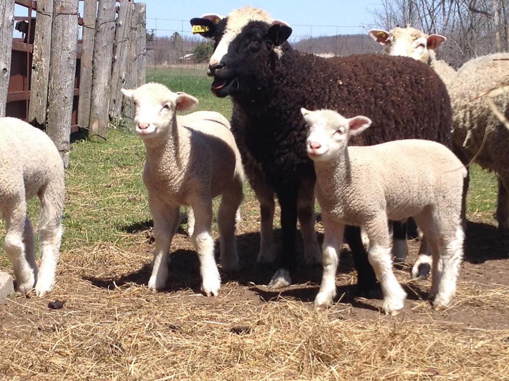 McGregor Veterinary Services | 839 Stone St N, Gananoque, ON K7G 1Z7, Canada | Phone: (613) 381-2015