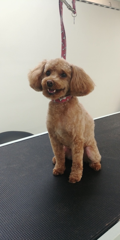 The Pawsh Dog Inc. | 1546 Regent Ave W, Winnipeg, MB R2C 3B4, Canada | Phone: (204) 813-7851