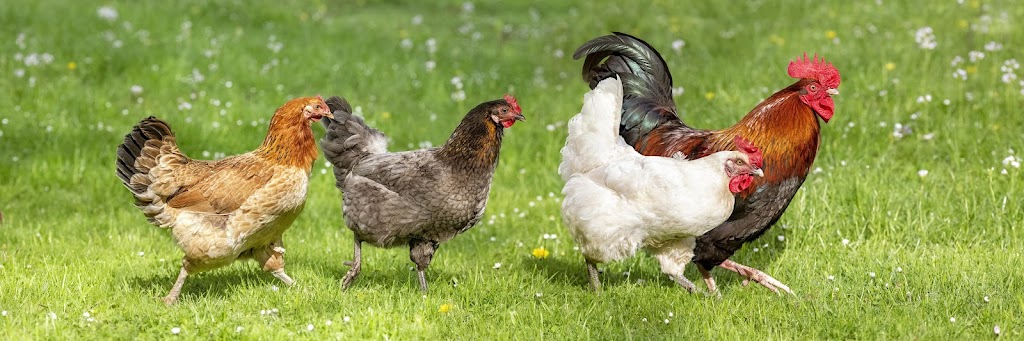 HoneyBerry Ranch Farm Market | 26257 56 Ave, Langley Twp, BC V4W 3M9, Canada | Phone: (778) 384-1886