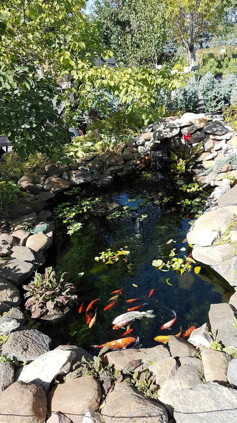 Morden Nurseries & Garden Centre | Morden, MB R6M 1B2, Canada | Phone: (204) 325-2254