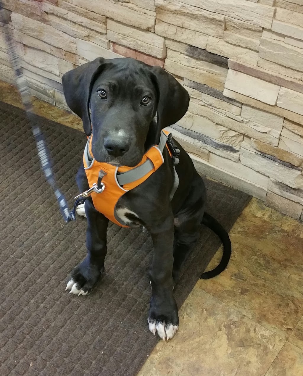 Bow Wow & Woofs | 8115 Birch Bay Square St, Blaine, WA 98230, USA | Phone: (360) 332-3647