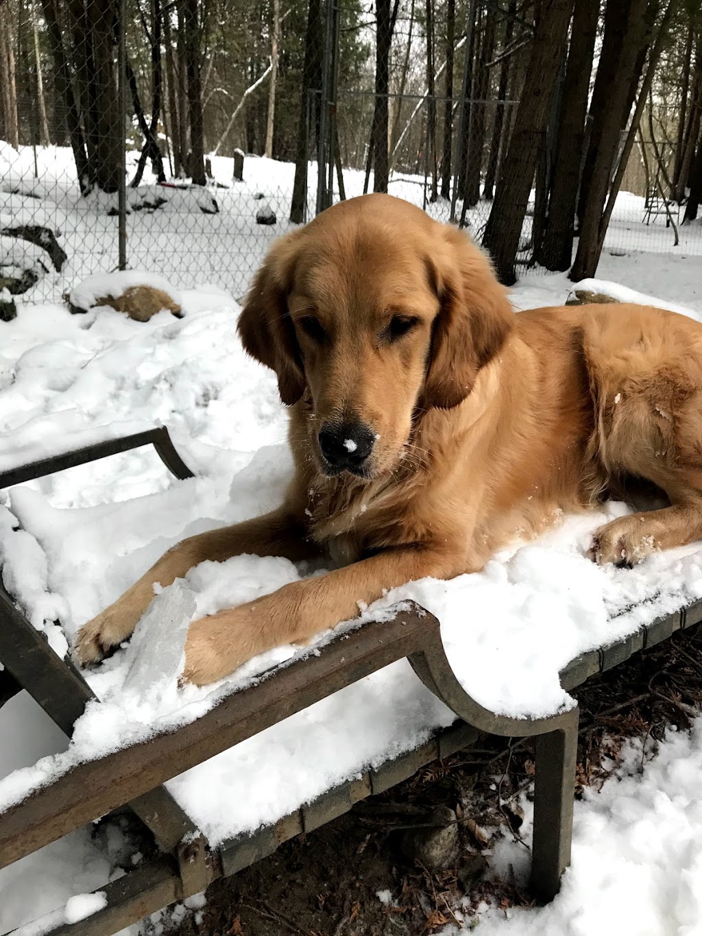 Dog Pad & Paddle Resort | 6346 ON-37, Tweed, ON K0K 3J0, Canada | Phone: (613) 478-3966