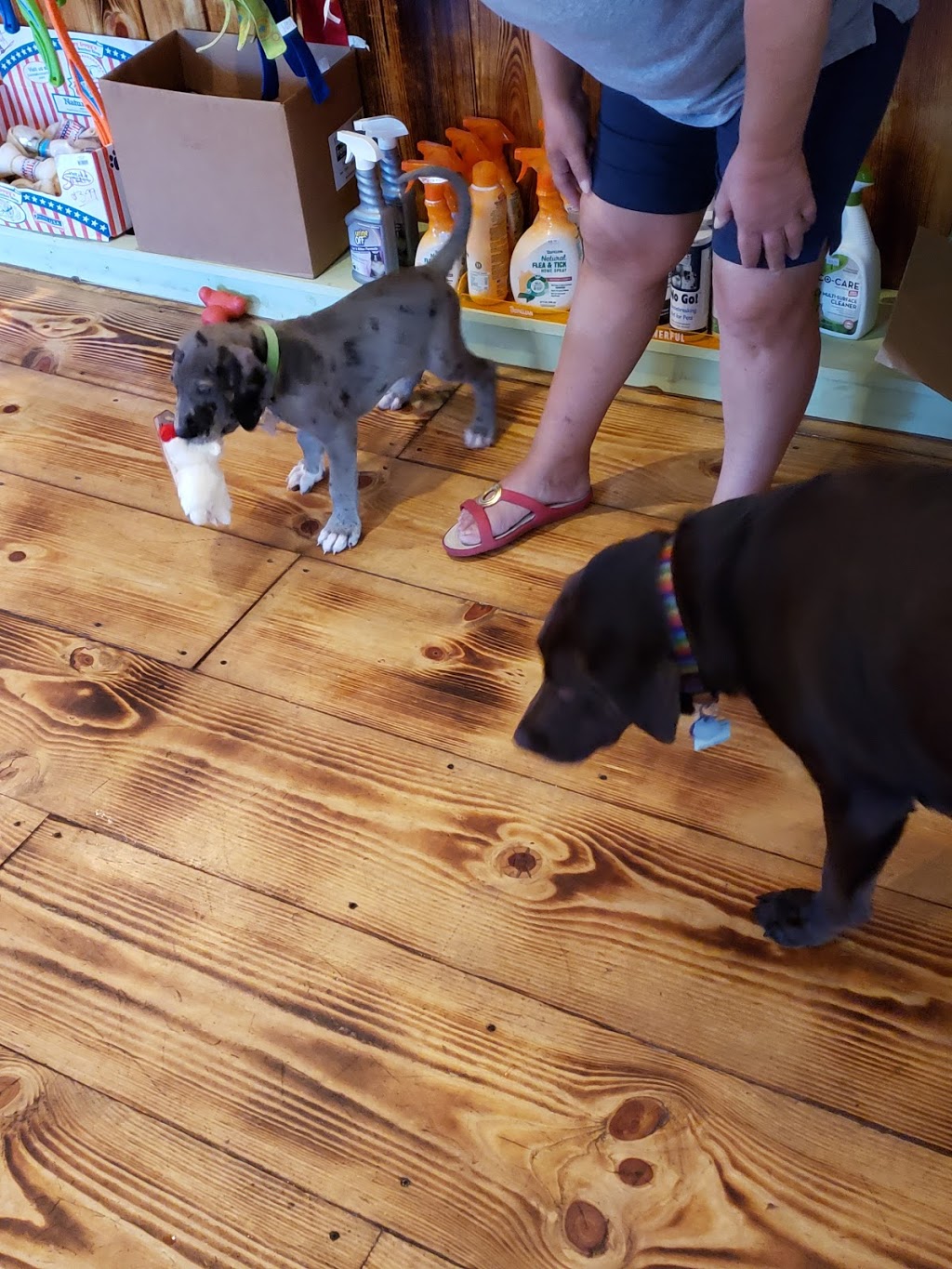 Lucys Dog House | 147 S Water St, Marine City, MI 48039, USA | Phone: (810) 765-5202