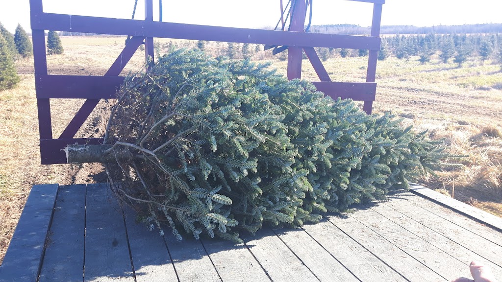 Hadley Christmas Trees / Arbres de Noël | 1600 Chem. Vide Sac, Lachute, QC J8H 2C5, Canada | Phone: (450) 562-9726