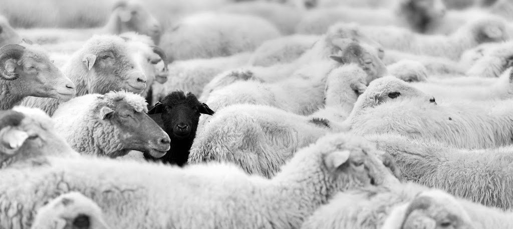 Blacksheep Project Management Inc. | 28 Belvedere Dr, Dartmouth, NS B2X 2N1, Canada | Phone: (902) 709-0002