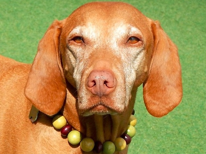 Pet Planet Westbank | 1135 Stevens Rd Unit 100, West Kelowna, BC V1Z 2S8, Canada | Phone: (778) 755-2242