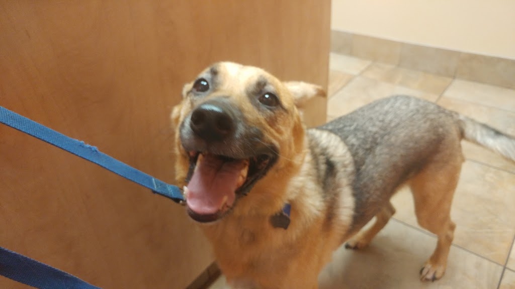 VCA Canada Eastside Animal Hospital | 111 Hamilton Regional Rd 8, Stoney Creek, ON L8G 1C1, Canada | Phone: (905) 662-6719