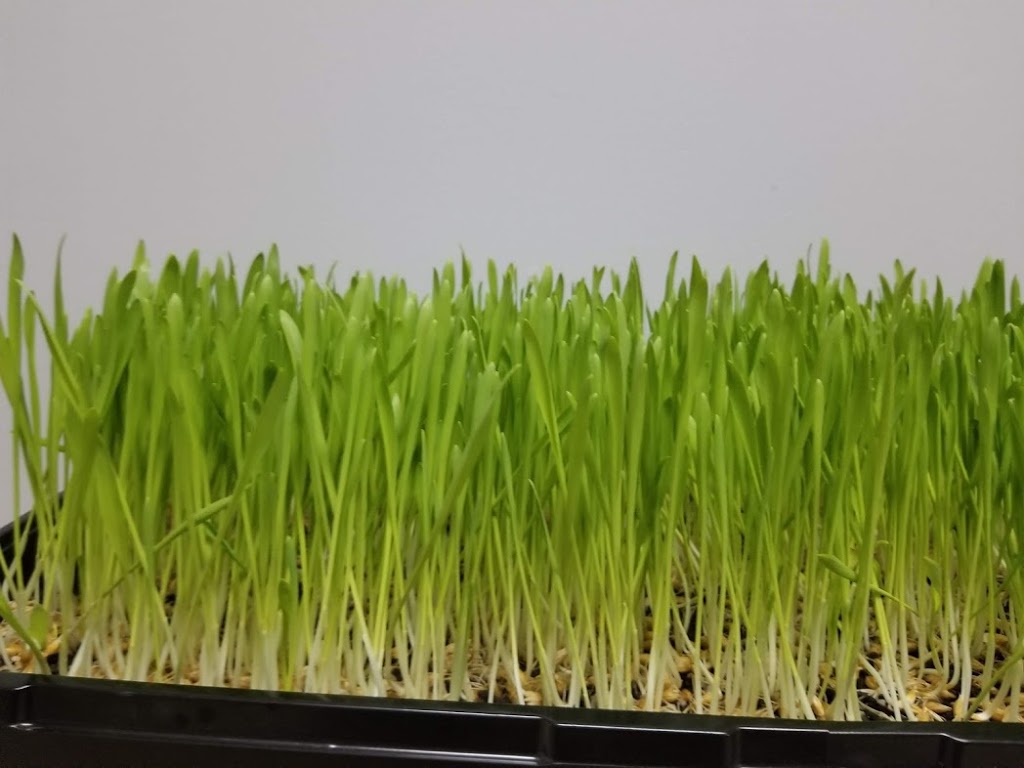 Ritas veggies farm | 4823 Thirty Rd N, Beamsville, ON L0R 1B3, Canada | Phone: (905) 587-0200