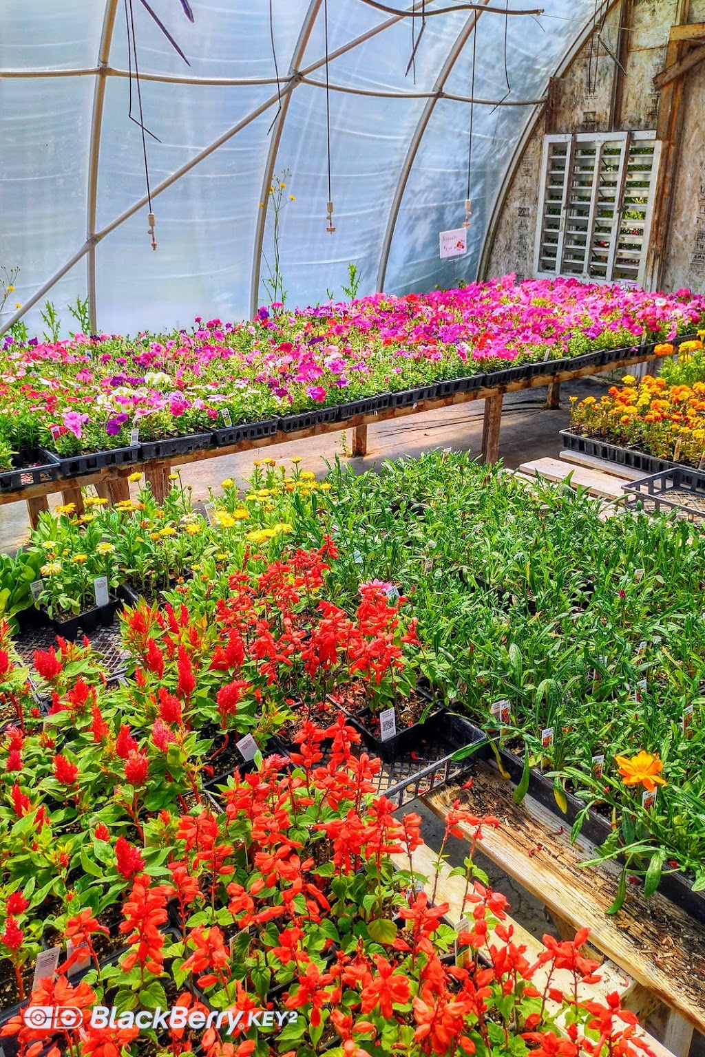 Interlake Garden Center | 287 Quarter Mile Road, 10353 #9 Highway, Winnipeg Beach, MB R0C 3G0, Canada | Phone: (204) 389-3200
