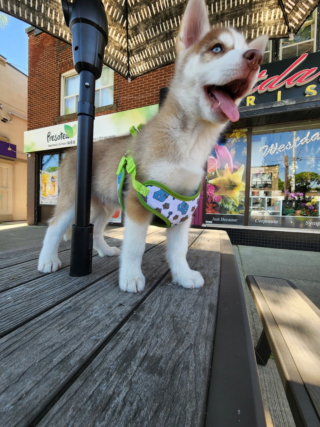 Presotea Hamilton | 1037 King St W, Hamilton, ON L8S 1L6, Canada | Phone: (905) 972-8686
