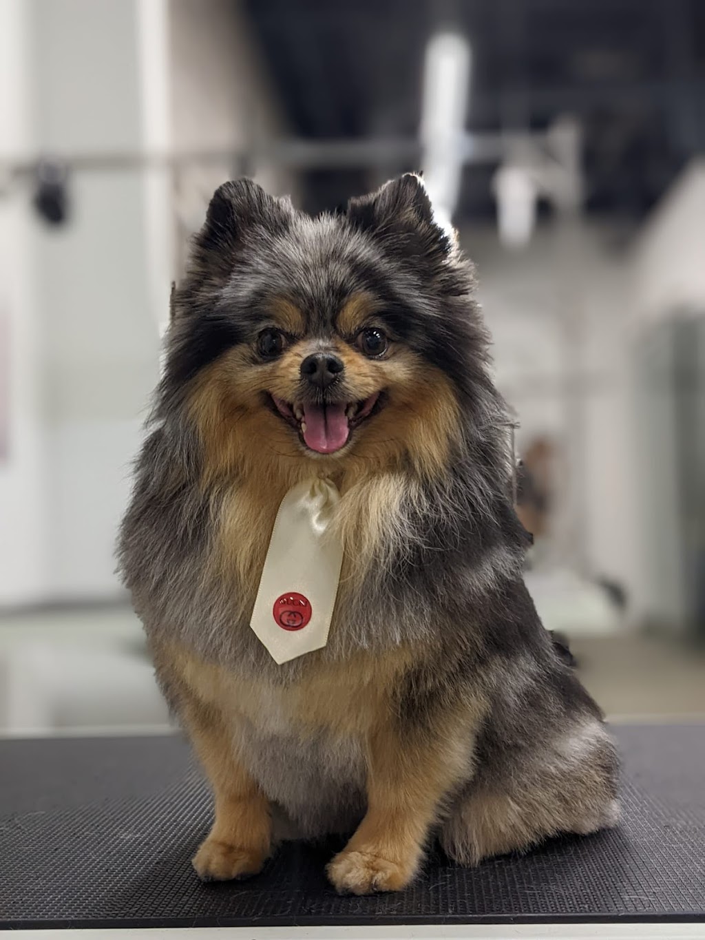 Oh My Dog Spa and Grooming | 5596 Windermere Blvd, Edmonton, AB T6W 2Z8, Canada | Phone: (780) 655-1797