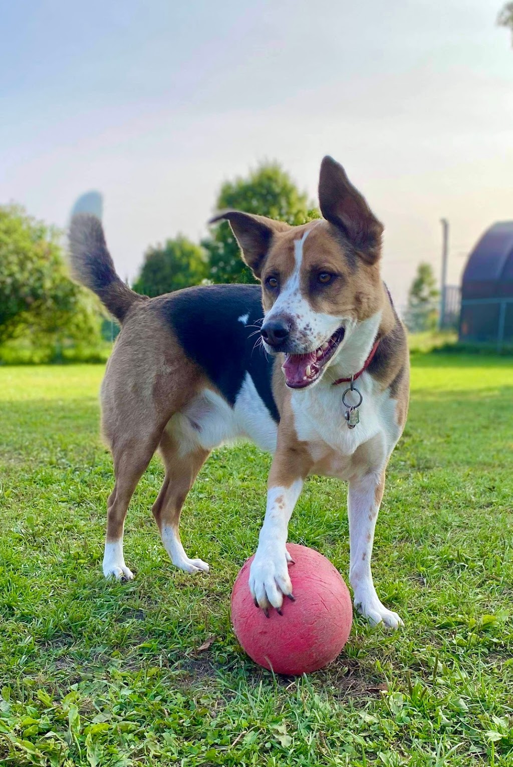 Furry Friends Pet Resort | 5455 Langmaid Rd, Hampton, ON L0B 1J0, Canada | Phone: (905) 725-6210