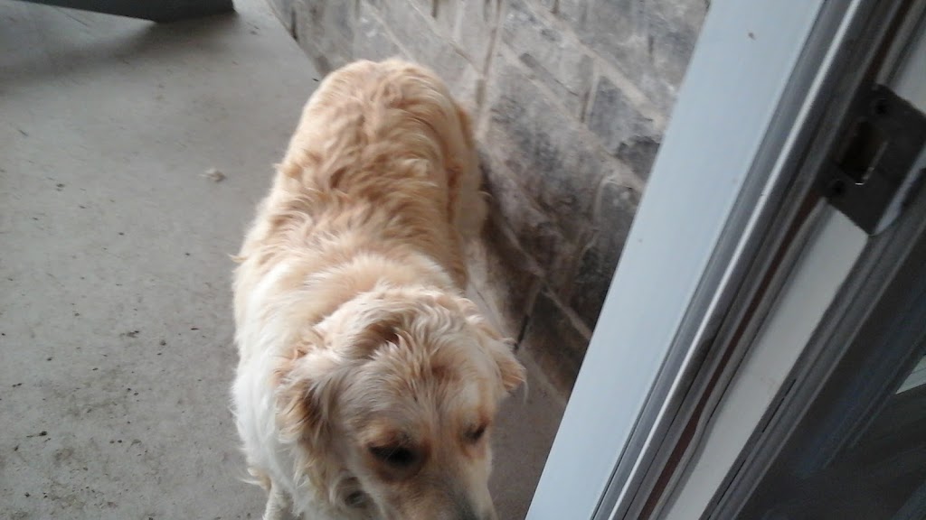 Town N Country Dog Grooming | 78 Main St S, Forest, ON N0N 1J0, Canada | Phone: (519) 328-0870